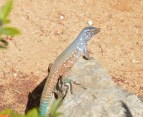 The Bonaire whiptail lizard