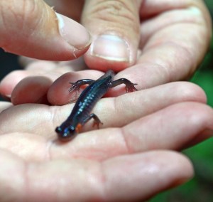 13920326_662243977262900_6854319186160562670_o