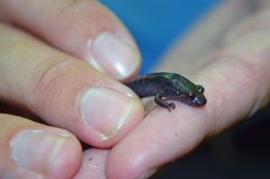 14047136_662243703929594_8229668329886446235_o